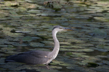 grey heron in a pond
