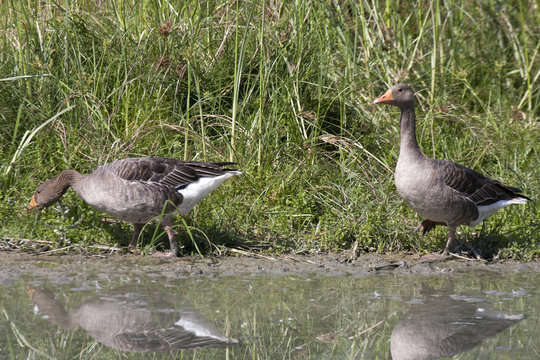 greylag goose in a pond