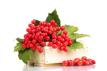 red berries of viburnum in wooden box and briar isolated