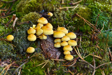 Hypholoma capnoides