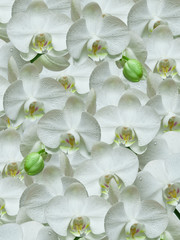 White orchid background