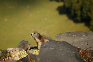watchful marmot