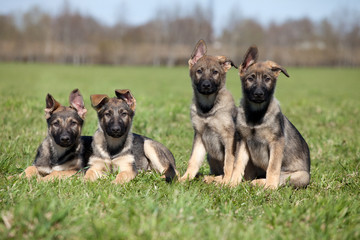 Four German shepherd puppys