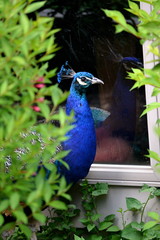 Peacock Reflection