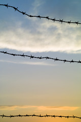 Barbed Wire