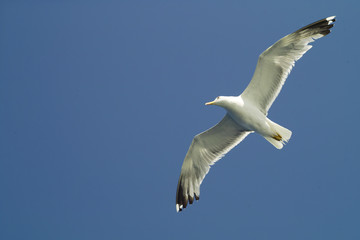 Seagull