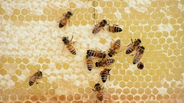 Bees and Honey  Api e miele