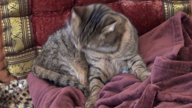 video katzenw&auml;sche II