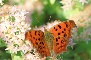butterfly