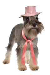 Bearded dog wearing pink hat and tie