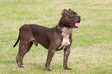 アメリカンピットブルテリア