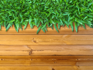 Top Green Grass on Wood