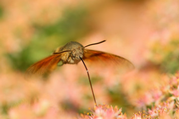 clanis bilineata tsingtauica mell