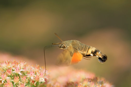 clanis bilineata tsingtauica mell