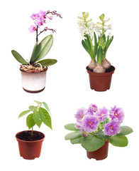 set of potted plants