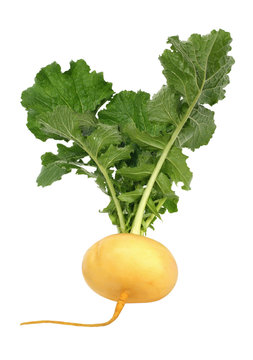 fresh turnip on white background