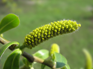 Yellow catkin of willow. Macro