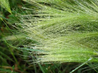 Feather-grass in raindrops - natural background