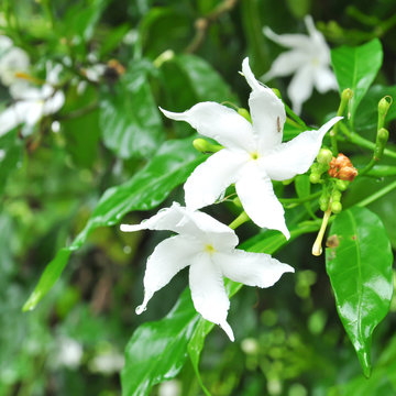 Close up of Gerdenia Crape Jasmine, flower
