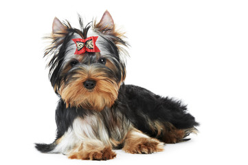 One Yorkshire Terrier (of three month) puppy dog