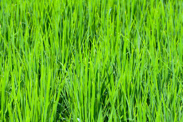 Fototapeta na wymiar Terraced rice fields in northern Thailand