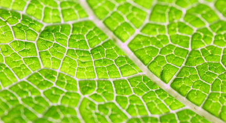 Macro of green leaf
