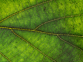 Leaf structure