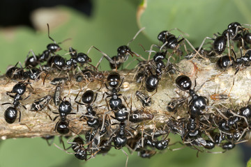 Black ants harvesting on aphids, extreme close up