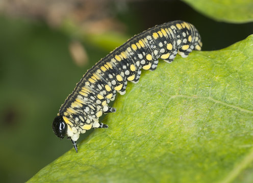 Moth larva sitting on leaf, macro photo