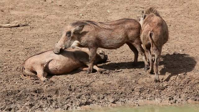 Warthogs relaxing and grooming each other, South Africa