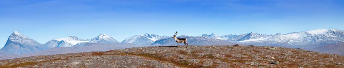 Lappland Bergpanorama mit Rentier