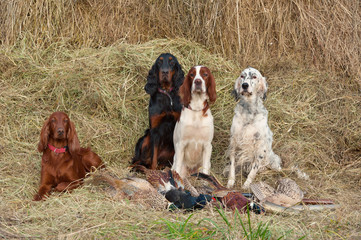 Successful bird shoot