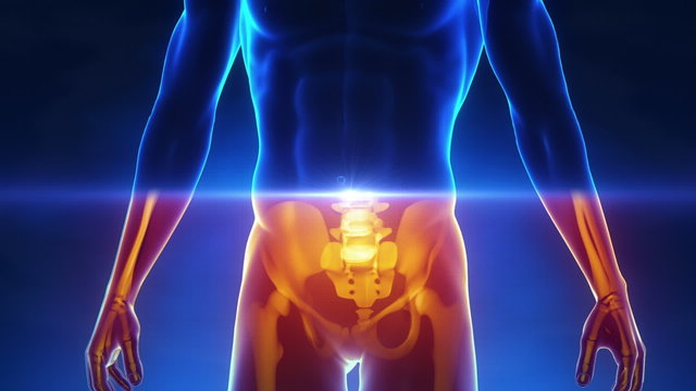 Brain parts in x-ray view