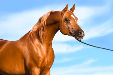 chestnut arabian stallion portrait - 36705879