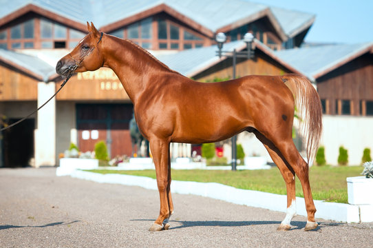 red arabian horse exterior