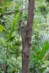 エリマキトカゲ