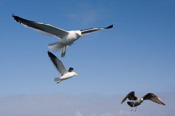 Gulls