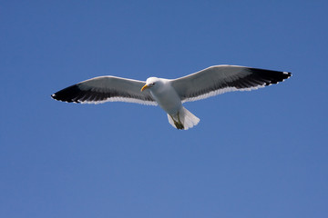 Seagull