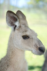 カンガルーの子供　横顔