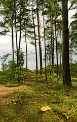 Obraz premium Mushrooms in a forest.