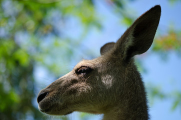 カンガルー　顔のシルエット