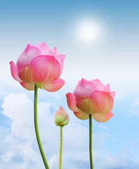 Keuken foto achterwand Lotusbloem roze lotusbloem en zonlicht op blauwe hemelachtergrond