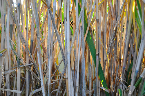bamboo grass