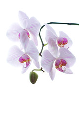 Naklejka na ściany i meble Snow white orchids isolated background
