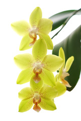 Fototapeta na wymiar Yellow orchids isolated white background