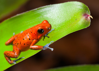 red poison dart frog