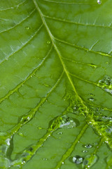 Green leaf