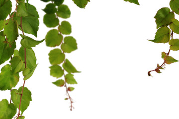 Wilder Wein - isoliert auf weißem Hintergrund