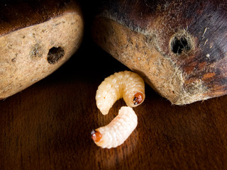 Chestnut worms