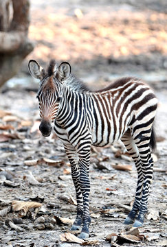 Fototapeta baby Zebra
